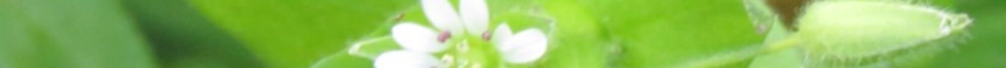 MCBÜ Kampüs Bitkileri